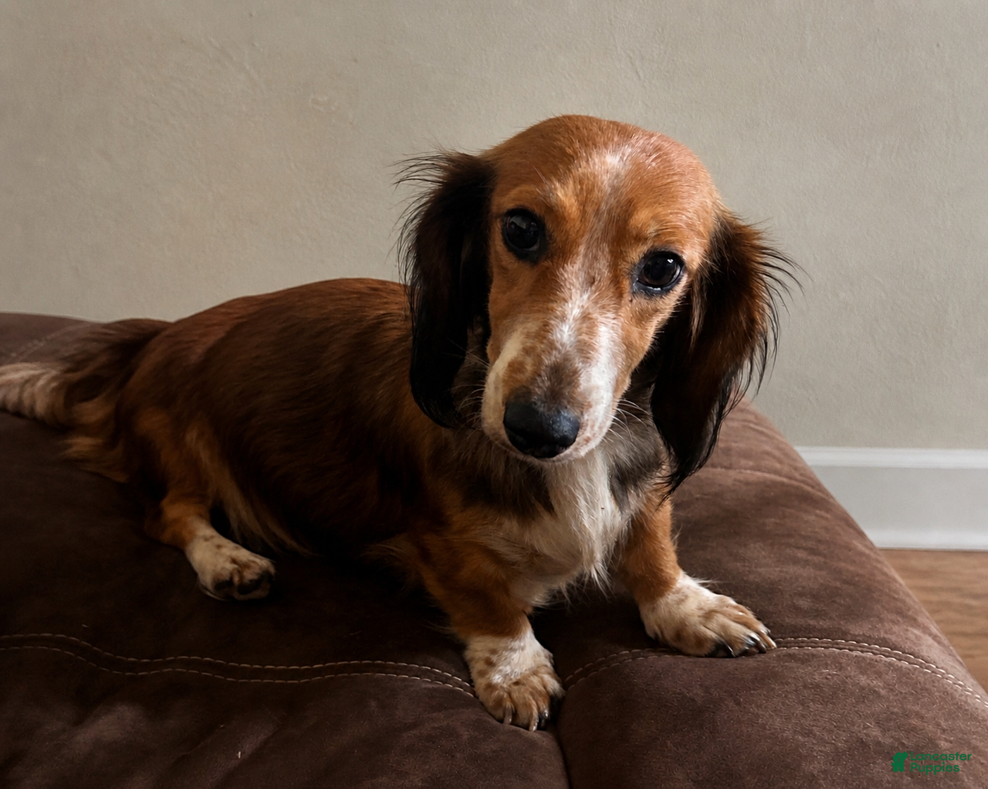 Dachshund dogs Dachshund Puppy 5 - Ad 2