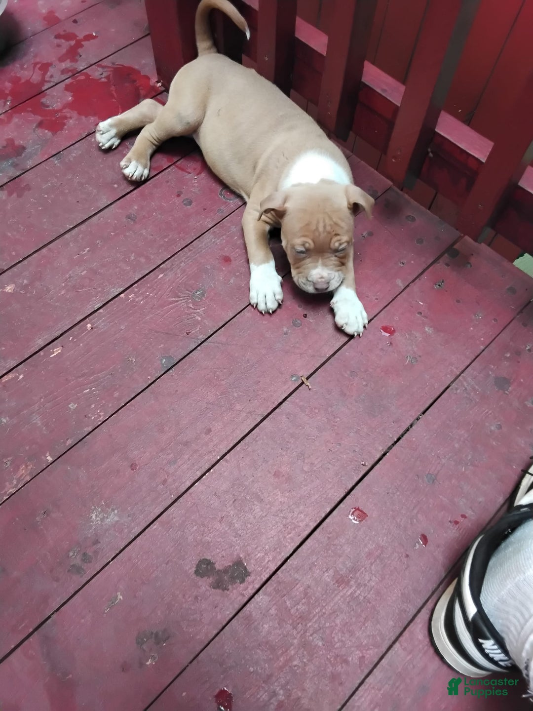 Gallery Image {{count}}