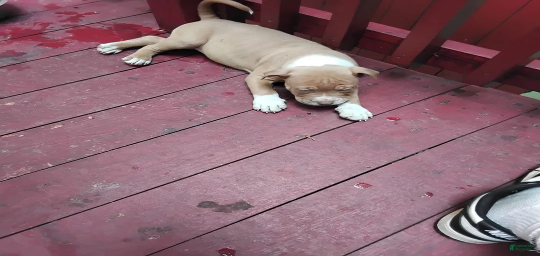 Gallery Image {{count}}