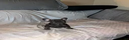 French Bulldog dogs for sale: French Bulldog Puppy 5 - Ad 7