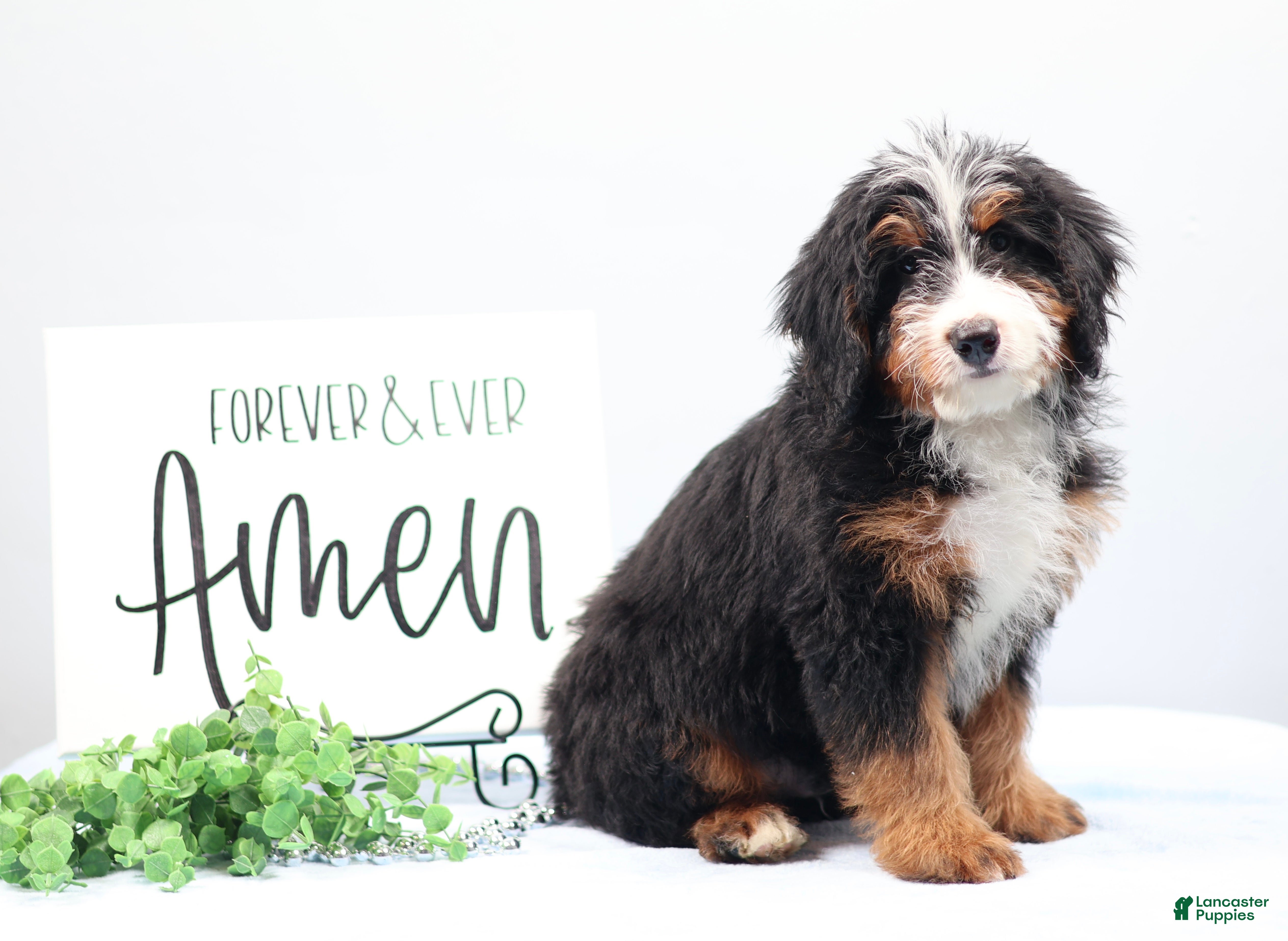 Mini Bernedoodle dogs Dakota - Ad 1