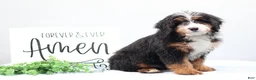 Mini Bernedoodle dogs for sale: Dakota - Ad 4