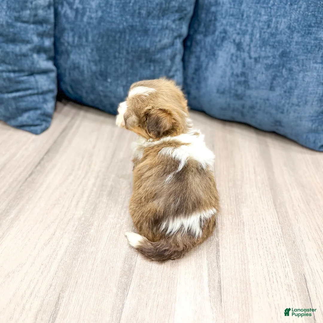 Havanese dogs for sale: Jasmine - Ad 5