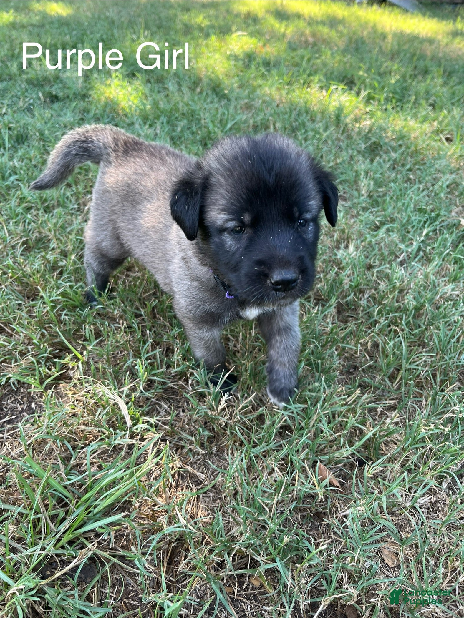 Turkish Kangal dogs Purple Girl - Ad 4