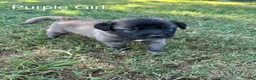 Turkish Kangal dogs for sale: Purple Girl - Ad 1