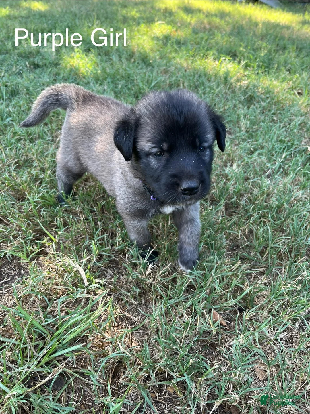 Turkish Kangal dogs for sale: Purple Girl - Ad 1