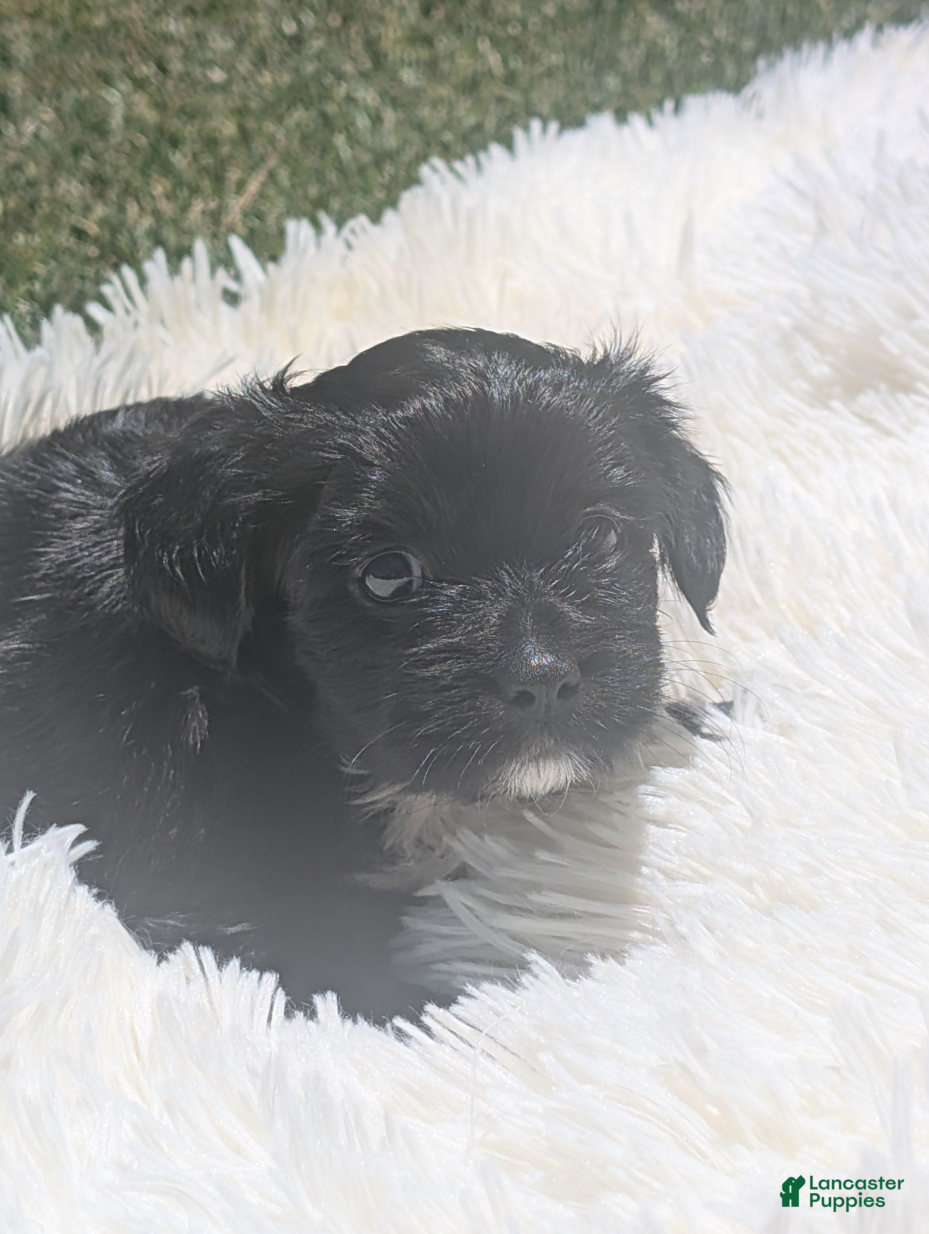 Mixed Breed dogs Mixed Breed 6 - Ad 39