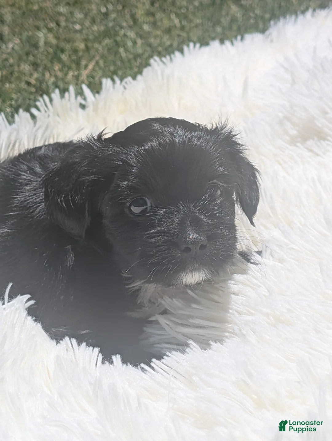Mixed Breed dogs for sale: Mixed Breed 6 - Ad 1