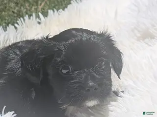 Mixed Breed dogs Mixed Breed 6 - Ad 39