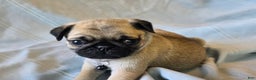 Pug dogs for sale: Fannie - Ad 3