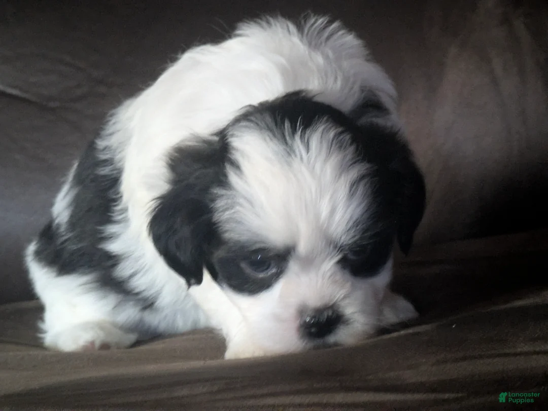 Malshi dogs for sale: Shadows  - Ad 1