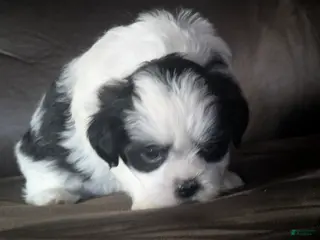 Malshi dogs for sale: Shadows - Ad 2