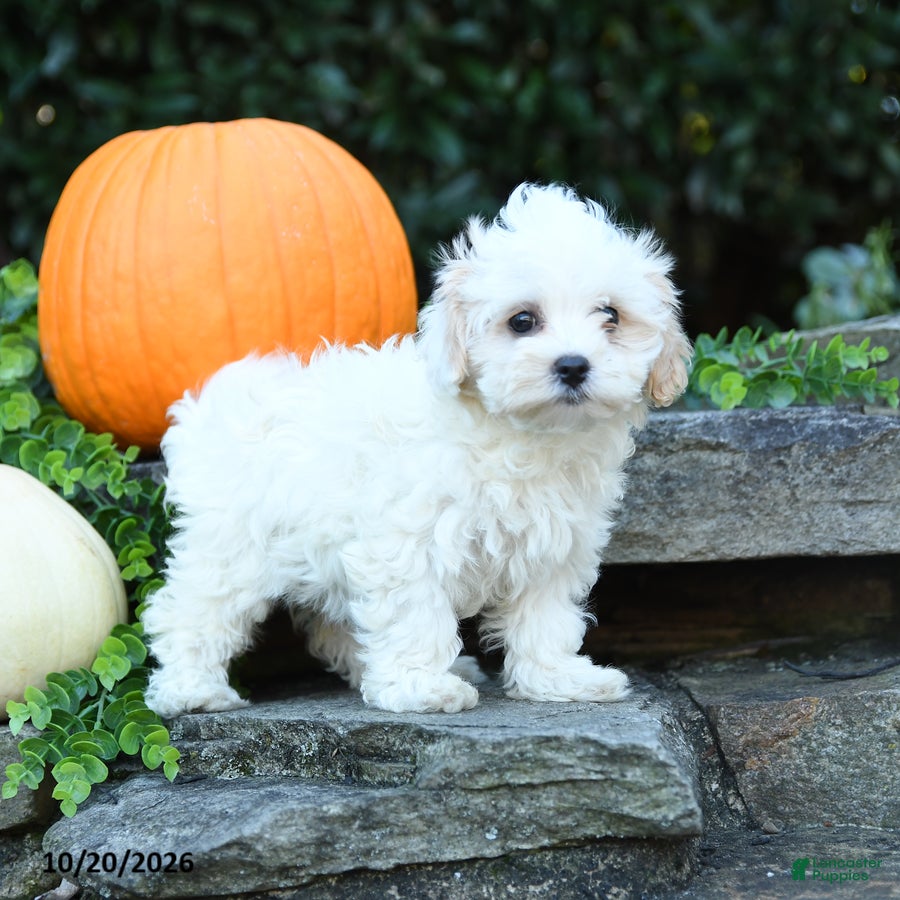 Maltipoo dogs Xeno - Ad 1