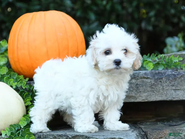 Maltipoo dogs for sale: Xeno - Ad 1