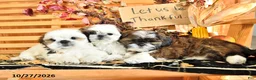 Shih Tzu dogs for sale: Donny - Ad 5