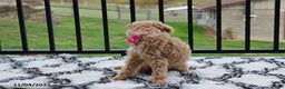 Bichpoo dogs for sale: Jessica - Ad 3