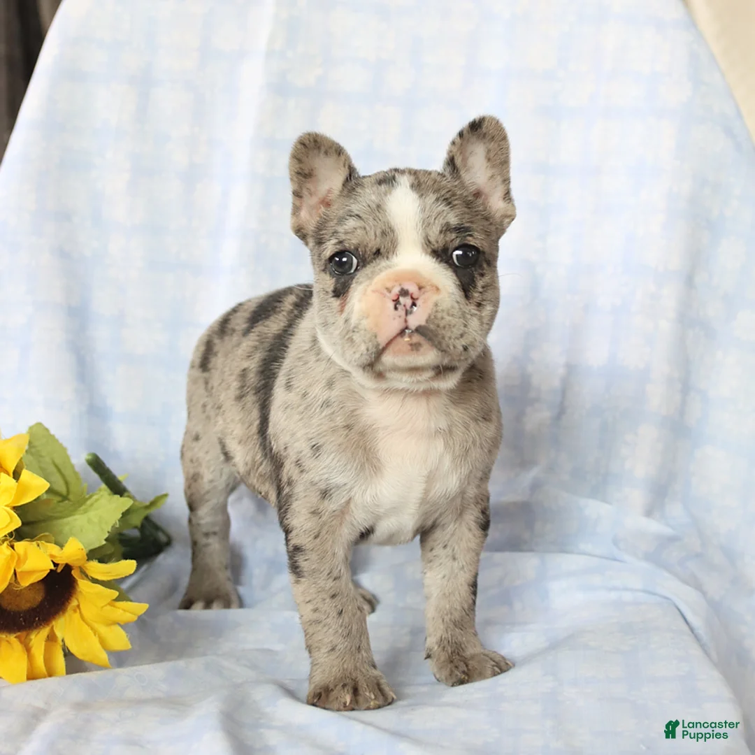 Frenchton dogs for sale: Leo - Ad 1