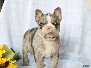 Frenchton dogs for sale: Leo - Ad 1