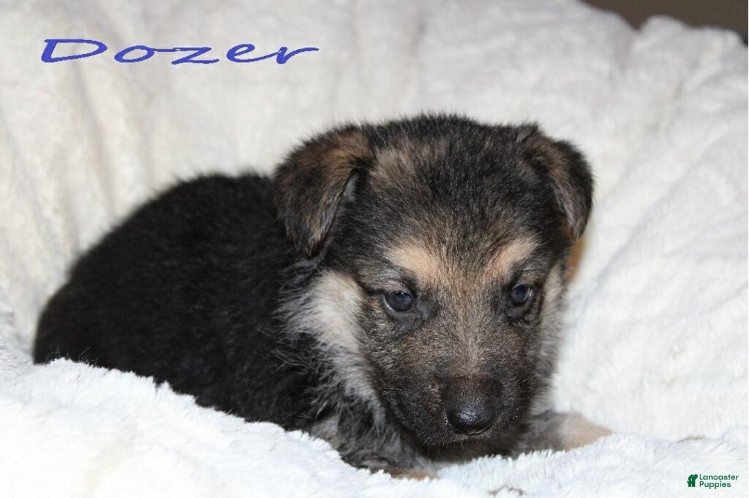 German Shepherd dogs for sale: German Shepherd Puppy 5 Dozer - Ad 3