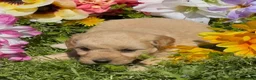 Mini Goldendoodle dogs for sale: Clover  - Ad 5