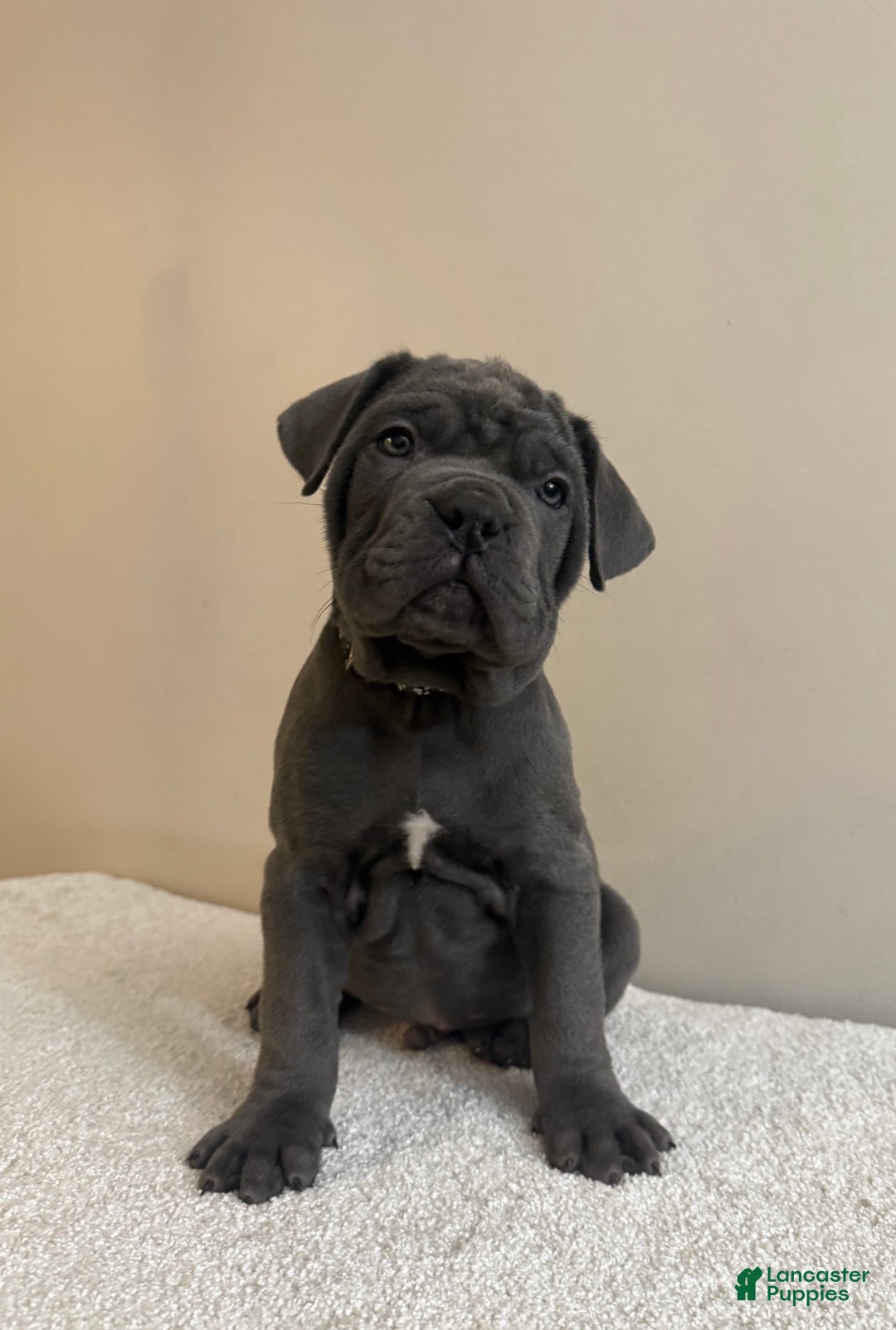 Cane Corso dogs for sale: Hulk  - Ad 7