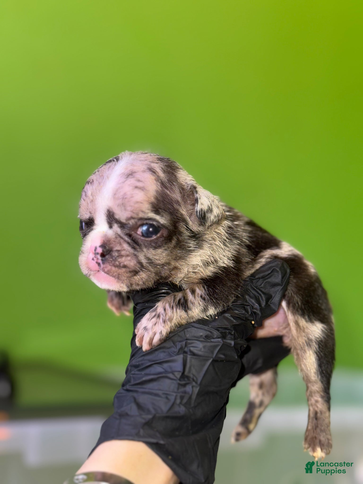 French Bulldog dogs French Bulldog Puppy 3 - Ad 6