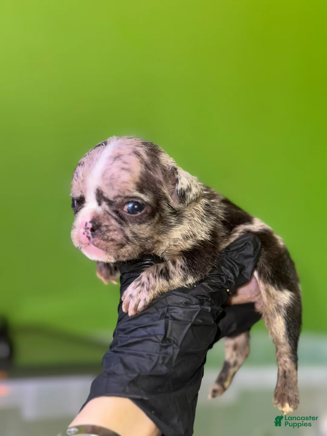 French Bulldog dogs for sale: French Bulldog Puppy 3 - Ad 1