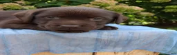 Labrador Retriever dogs for sale: Nash - Ad 6
