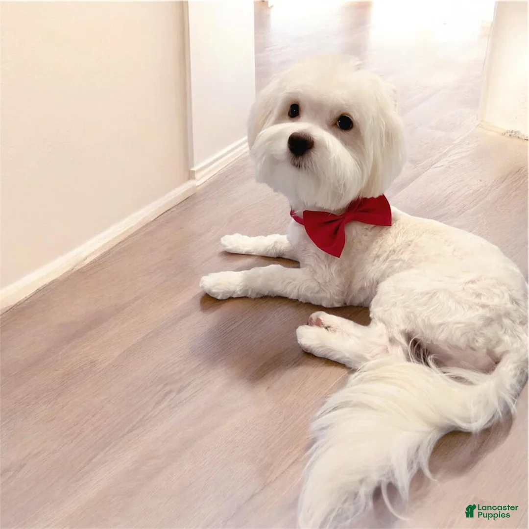 Malshi dogs for sale: Snoopy - Ad 9