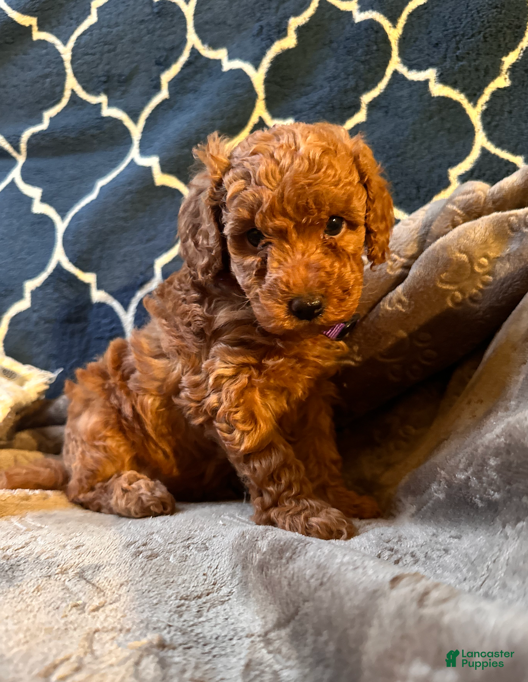 Mixed Breed dogs for sale: Serena - AKC Genetically Tested Parents - Ad 1