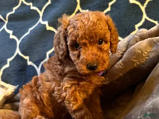 Mixed Breed dogs Serena - AKC Genetically Tested Parents - Ad 5