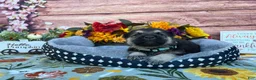 German Shepherd dogs for sale: Agate  - Ad 5