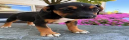 Beabull dogs for sale: Tosha - Ad 6