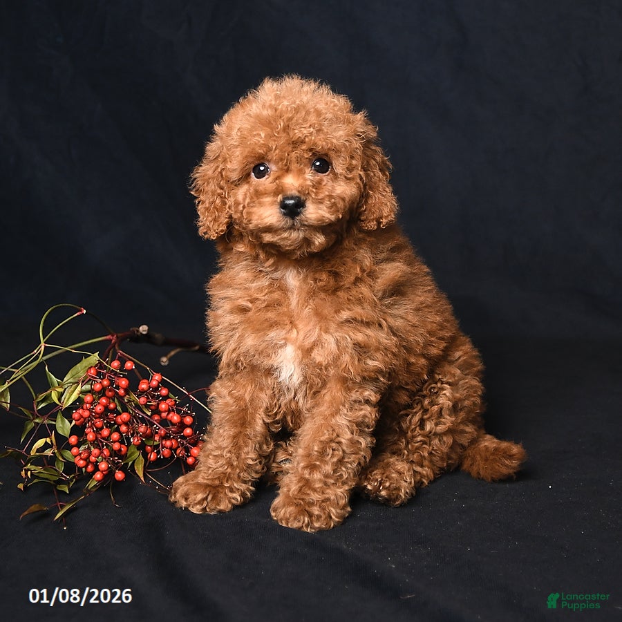 Miniature Poodle dogs Ivy - Ad 13