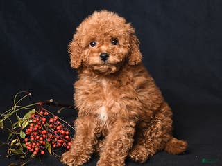 Miniature Poodle dogs Ivy - Ad 13