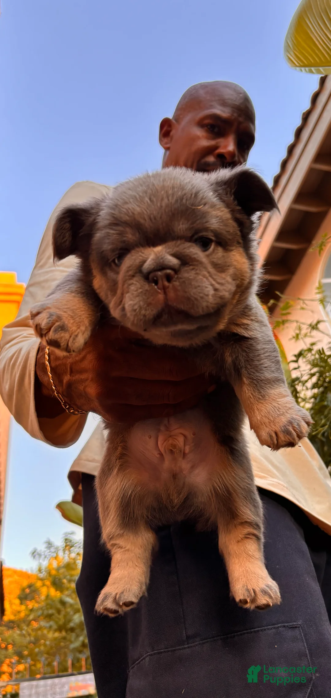 French Bulldog dogs for sale: French Bulldog 4 - Ad 10