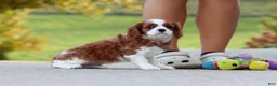 Cavalier King Charles Spaniel dogs for sale: Acorn - Ad 5