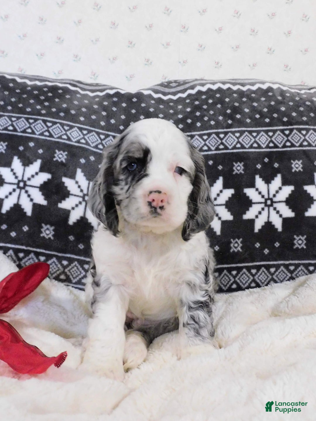 Cocker Spaniel dogs for sale: Chocolate Chip  - Ad 4