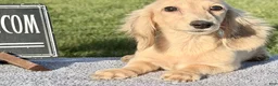 Miniature Dachshund dogs for sale: Cream - Ad 6