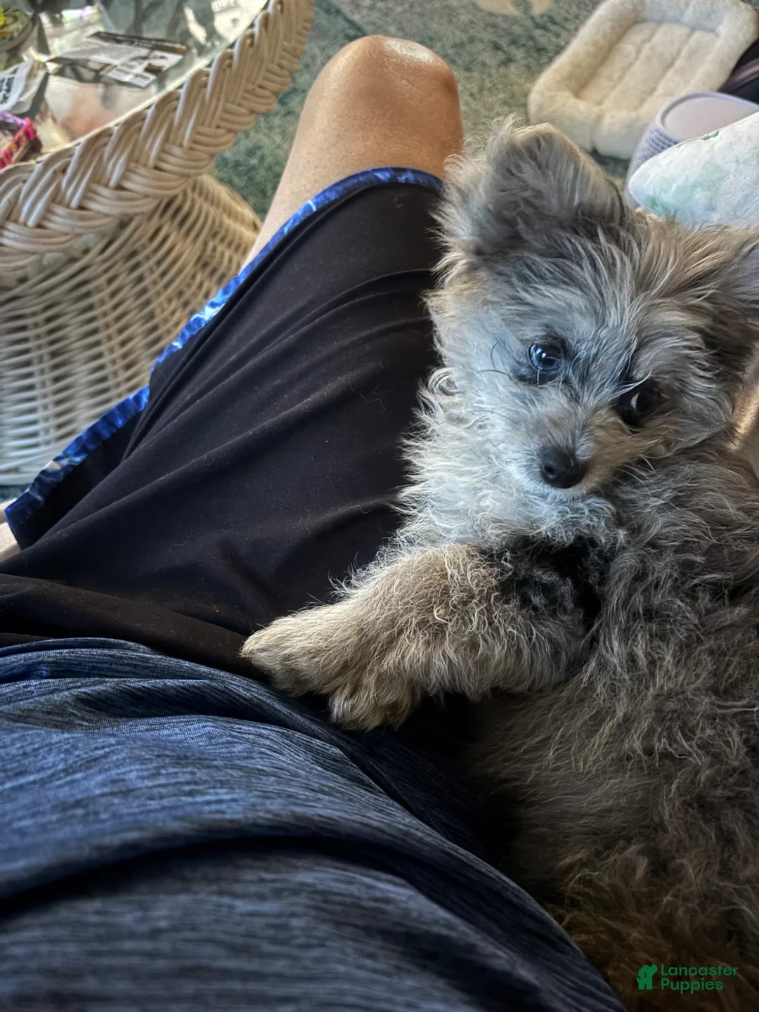 Pomapoo dogs for sale: Pomapoo Puppy 3 - Ad 4
