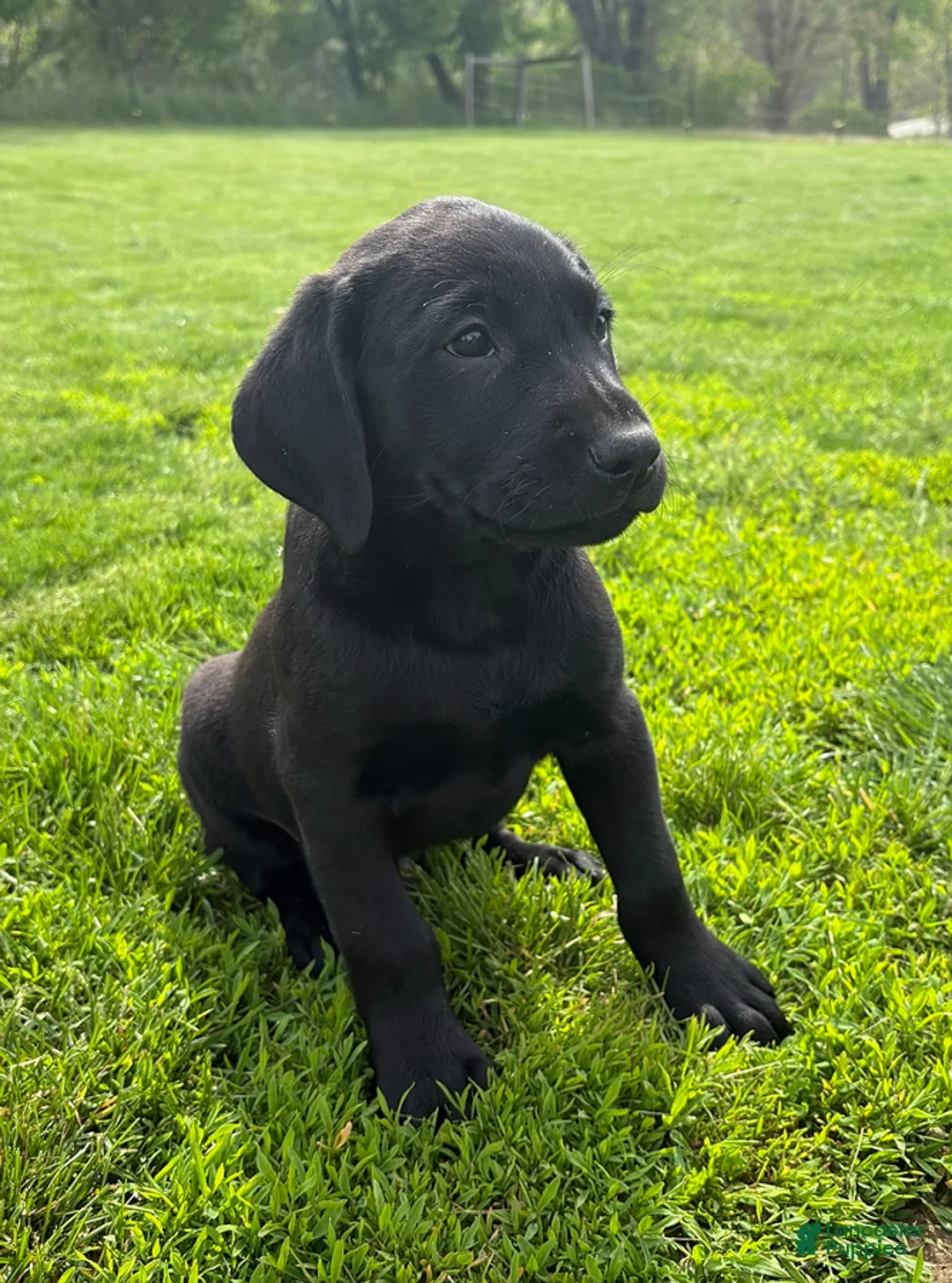 Labrador Retriever dogs for sale: Austin - Ad 2
