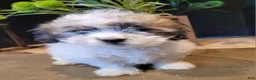Lhasapoo dogs for sale: Daffodil - Ad 5