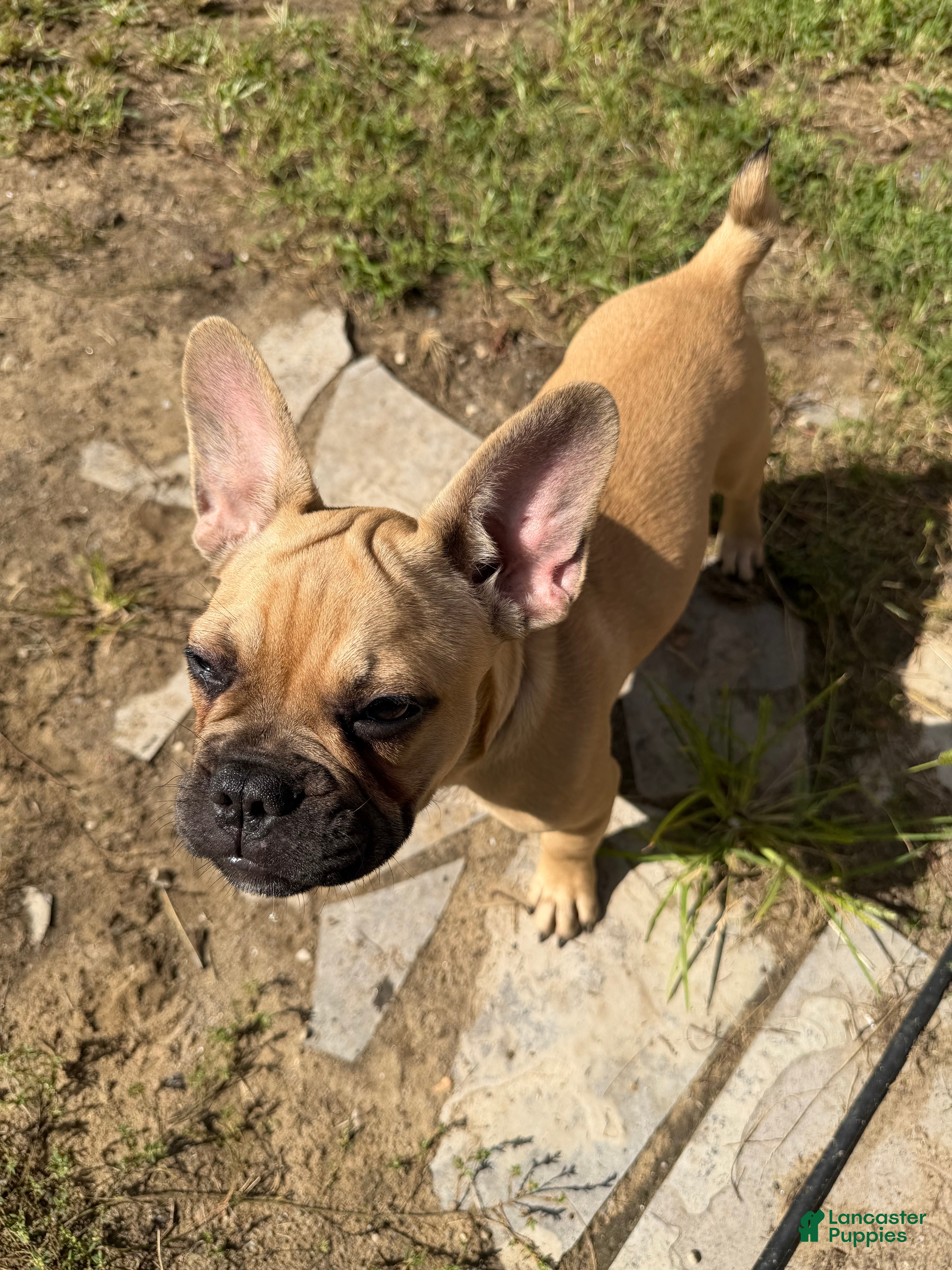 French Bulldog dogs for sale: Anna - Ad 3
