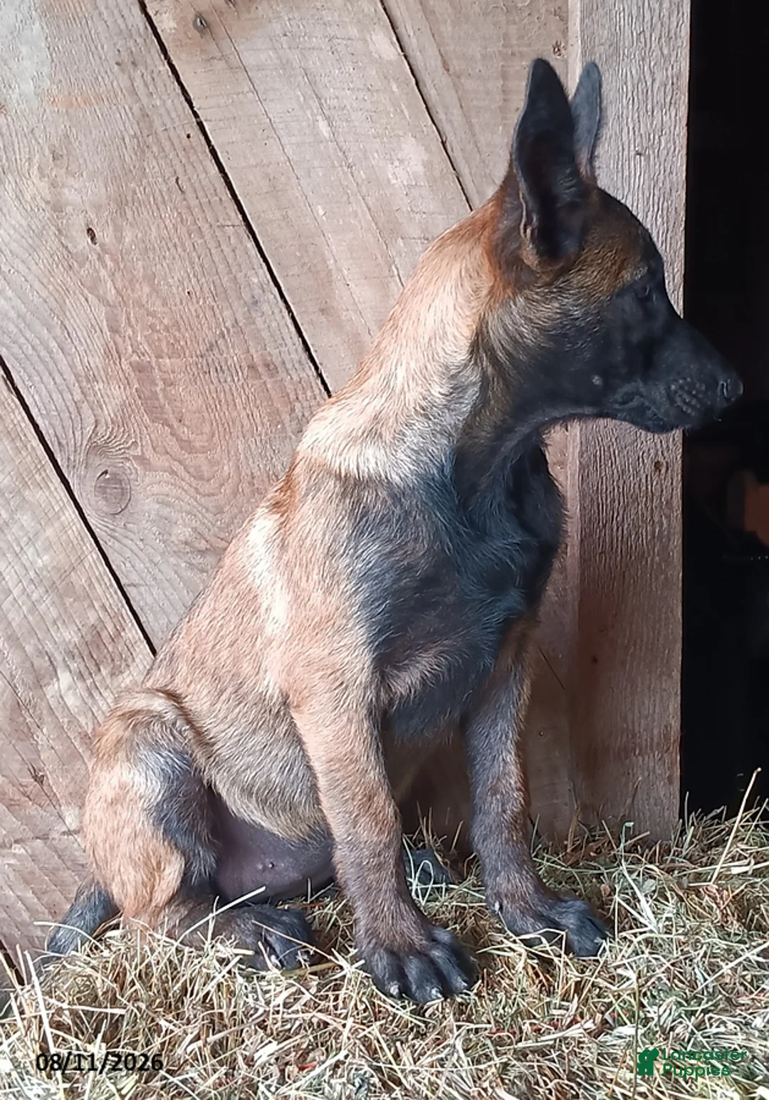 Belgian Malinois dogs for sale: Kathy - Ad 2