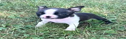 Boston Terrier dogs for sale: Uno - Ad 3