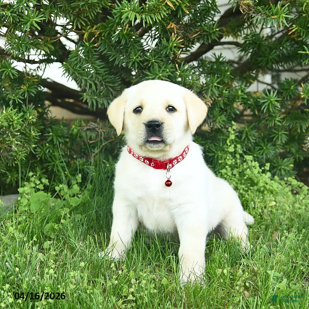 Labrador Retriever dogs for sale: Buster  - Ad 3