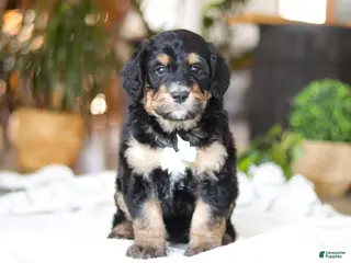 Bernedoodle dogs Jig - Ad 1