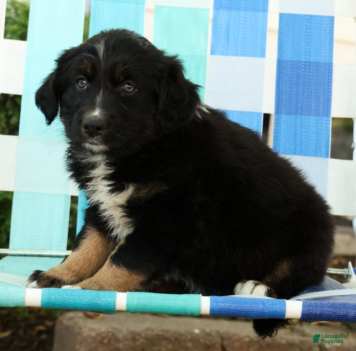 Australian Shepherd dogs for sale: Skyler - Ad 9