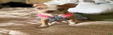 Boston Terrier Puppy 1