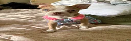 Boston Terrier dogs for sale: Boston Terrier Puppy 1 - Ad 1